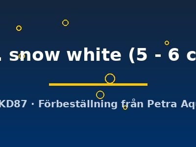 sp. snow white (5 - 6 cm)
