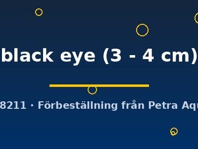 Ancistrus sp. black eye 3–4 cm