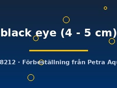 Ancistrus sp. black eye 4–5 cm