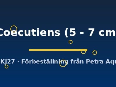 Coecutiens (5 - 7 cm)