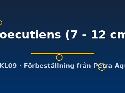 Coecutiens (7 - 12 cm)