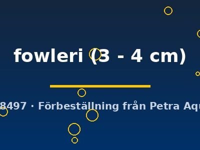 Corydoras fowleri 3–4 cm