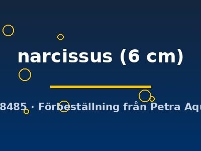 narcissus (6 cm)