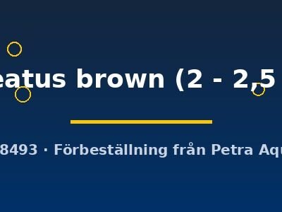 paleatus brown (2 - 2,5 cm)