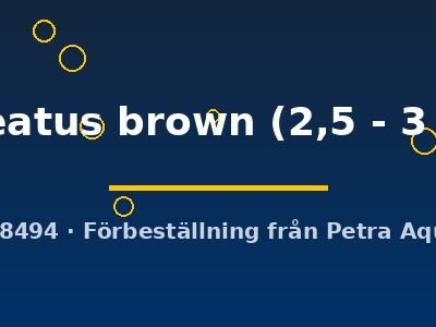 paleatus brown (2,5 - 3 cm)