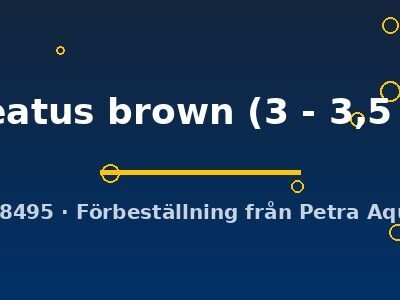 paleatus brown (3 - 3,5 cm)