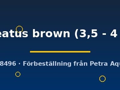 paleatus brown (3,5 - 4 cm)