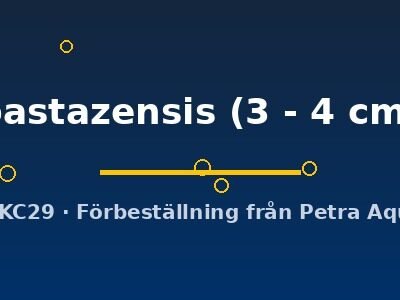 pastazensis (3 - 4 cm)