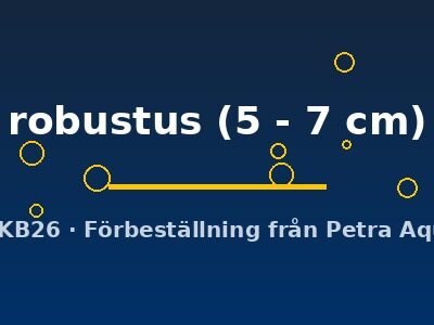 robustus (5 - 7 cm)