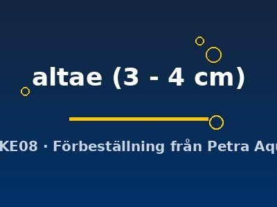 Duringlanis altae 3–4 cm