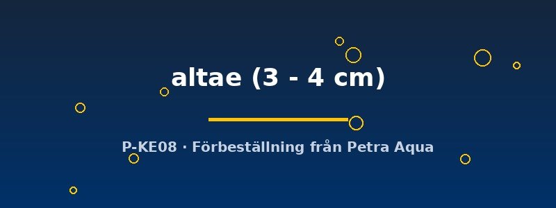 petra-ph2-180036 Duringlanis altae 3–4 cm