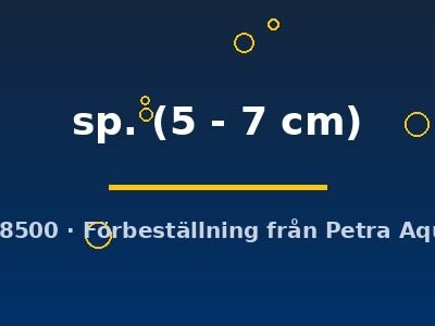 sp. (5 - 7 cm)