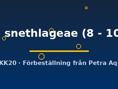 L141 snethlageae (8 - 10 cm)