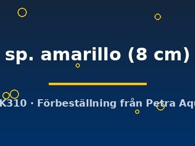sp. amarillo (8 cm)