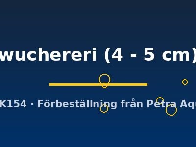 wuchereri (4 - 5 cm)