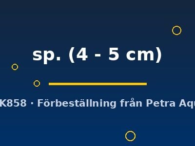 sp. (4 - 5 cm)