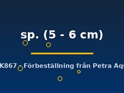 sp. (5 - 6 cm)