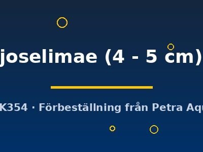 joselimae (4 - 5 cm)