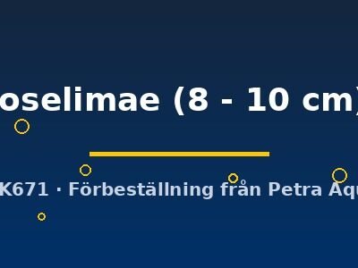 joselimae (8 - 10 cm)