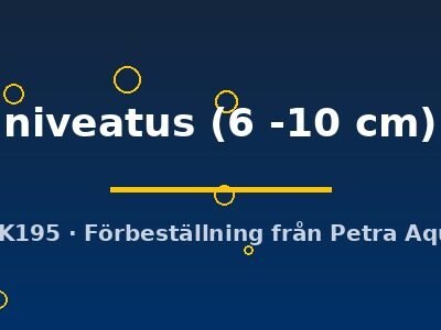niveatus (6 -10 cm)