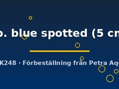 sp. blue spotted (5 cm)