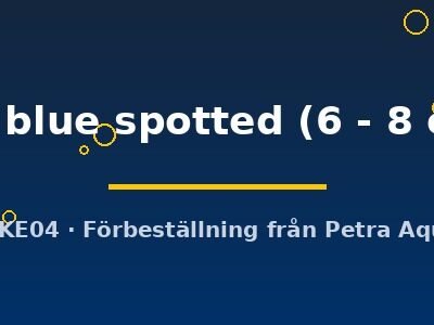 sp. blue spotted (6 - 8 cm)