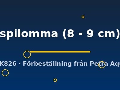 spilomma (8 - 9 cm)