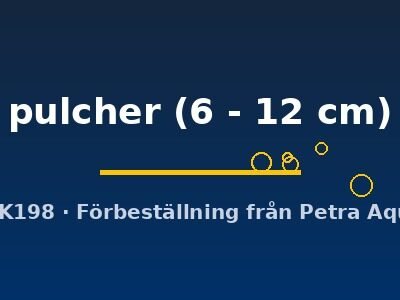 pulcher (6 - 12 cm)