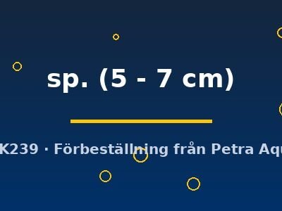 sp. (5 - 7 cm)