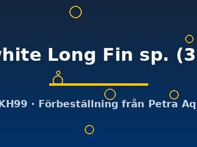 Snow white Long Fin sp. (3 - 4 cm)