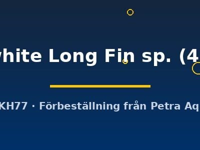 Snow white Long Fin sp. (4 - 5 cm)