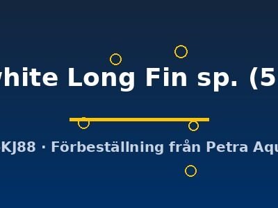 Snow white Long Fin sp. (5 - 6 cm)