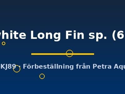 Snow white Long Fin sp. (6 - 8 cm)