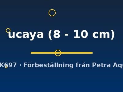 ucaya (8 - 10 cm)