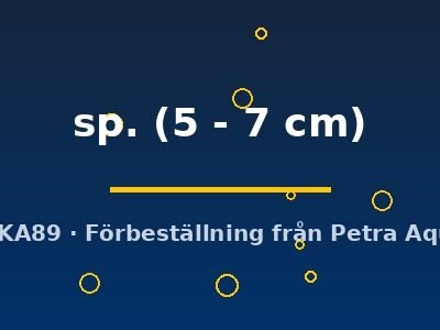 sp. (5 - 7 cm)