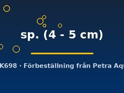 sp. (4 - 5 cm)