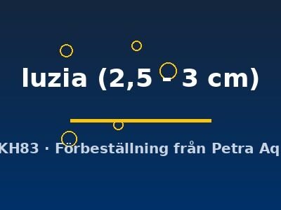 luzia (2,5 - 3 cm)