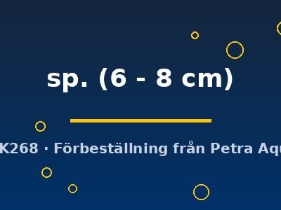sp. (6 - 8 cm)