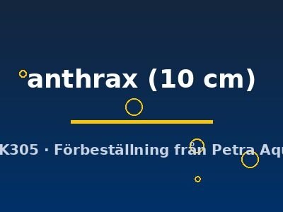 L235 Pseudolithoxus anthrax 10 cm
