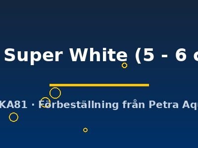 L236 Hypancistrus sp. Super White 5–6 cm
