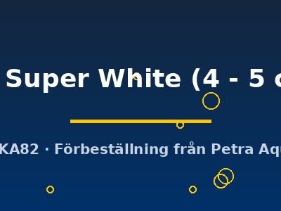 sp. Super White (4 - 5 cm)