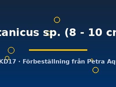 titanicus sp. (8 - 10 cm)