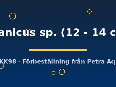 titanicus sp. (12 - 14 cm)