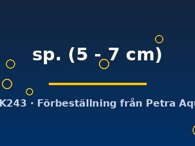 sp. (5 - 7 cm)