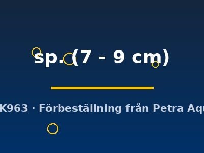 sp. (7 - 9 cm)