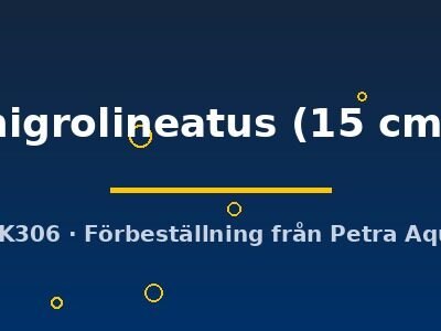 nigrolineatus (15 cm)