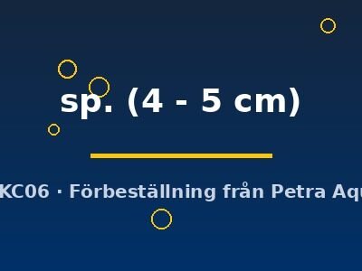 sp. (4 - 5 cm)