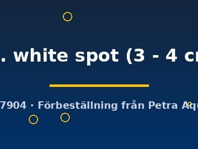 sp. white spot (3 - 4 cm)
