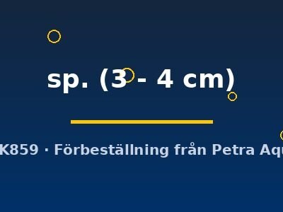 sp. (3 - 4 cm)