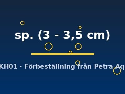 sp. (3 - 3,5 cm)